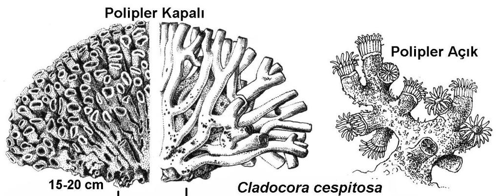 Classis 3: Anthozoa Subclassis 2: Hexacorallia (=Zoantharia) Ordo 2: Madreporaria (= Scleractinia)(Taş