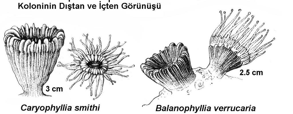 Tropik denizlerde resifler, atoller ve adalar meydana getirirler. Bazıları ılıman sularda yaşarlar.