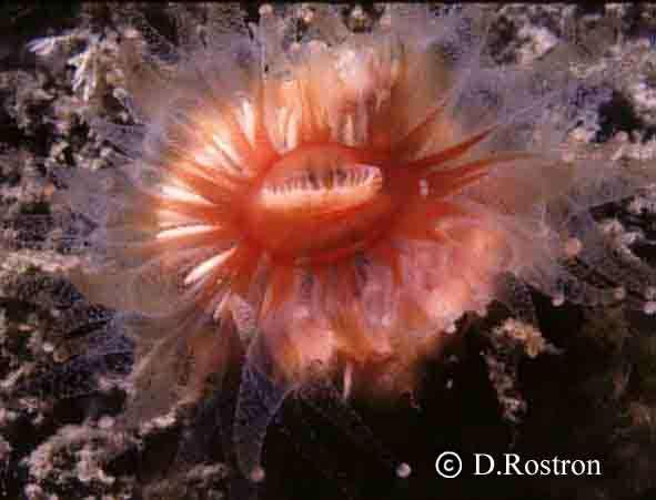 Madreporaria (= Scleractinia)(Taş