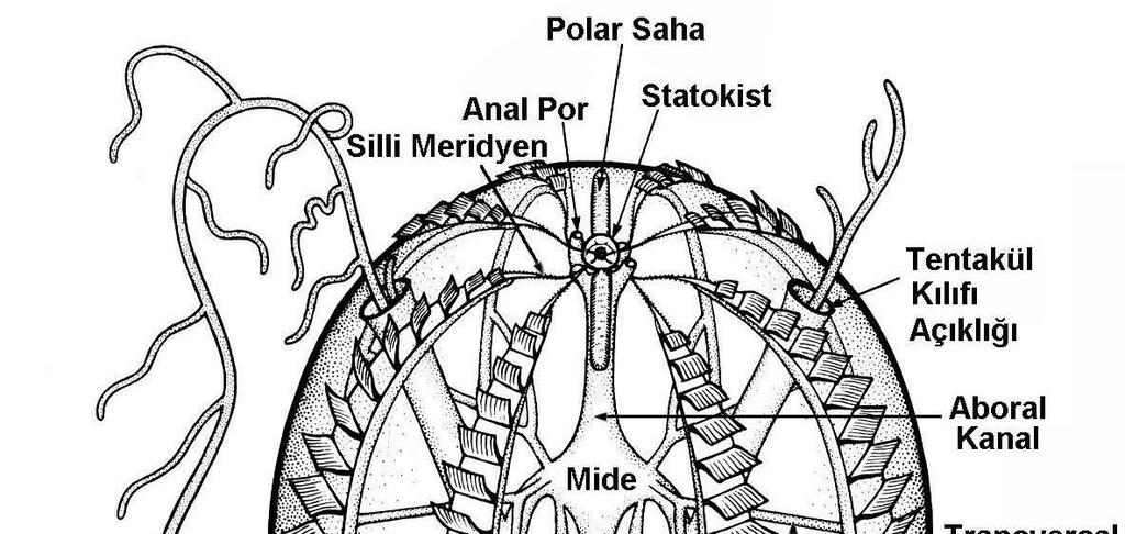 Phylum: Ctenophora-(Taraklı Hayvanlar) Vücut genelde küre şeklindedir.