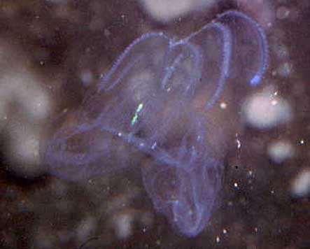 Phylum: Ctenophora-(Taraklı Hayvanlar) Clas1: Tentaculata Ordo 2: Lobata Vücut yassılaşmış ovoid