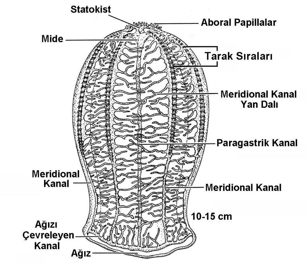 Phylum: Ctenophora- (Taraklı Hayvanlar) Classis 2:Atentaculata (=Nuda) Larva ve ergin evrelerinde tentakül bulunmaz. Ordo : Beroida Vücut koni yada yüksük şeklinde, ağız genişlemiş ve kaslı yapıdadır.