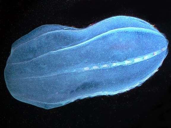 Phylum: Ctenophora- (Taraklı