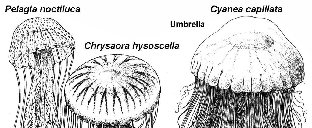 Classis 2: Scyphozoa Ordo 3: