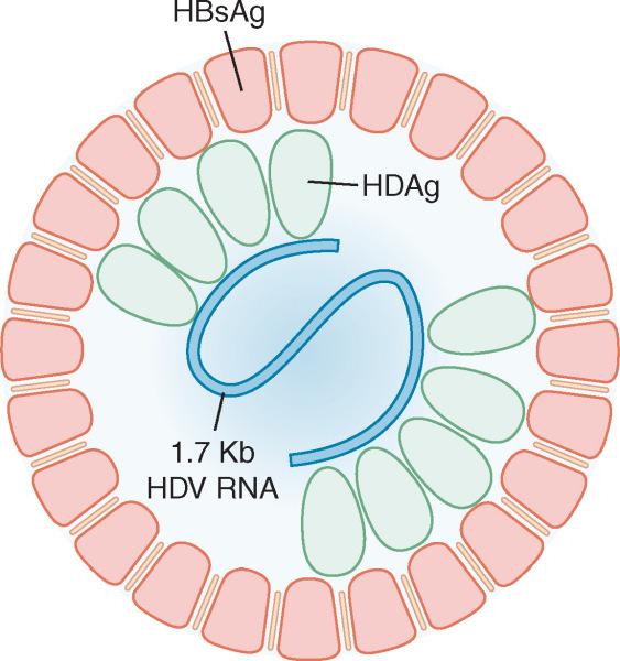 A. DELTA HEPATĐTĐ Ia. VĐRAL YAPI VE REPLĐKASYON Hepatit delta virusu, infeksiyon etkeni olarak HBV nin varlığında infeksiyöz ve patojendir ancak genomik replikasyonu için HBV na bağımlı değildir.