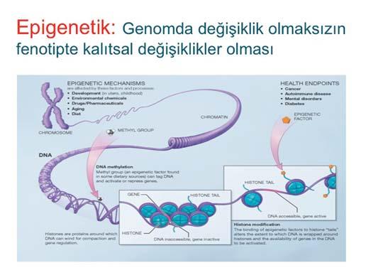 Ve ilaçlar, farmasötik ajanlar, çevresel faktörler, yaşlanma ve diyet