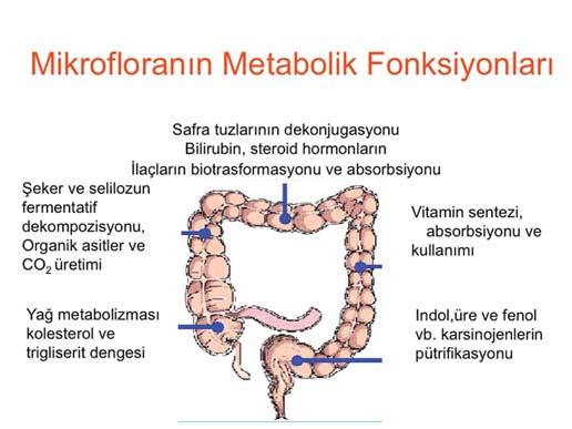 Ve gastrointestinal sistemin ağızdan itibaren anüse kadar her yeri aynı ağırlıkta kolonize değil.