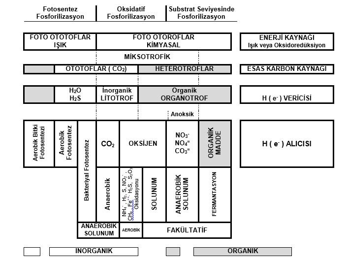 Bu ayırım biyolojik arıtma açısından önemlidir. Bu ayırıma dayanarak biyolojik arıtma sistemlerinde rastlanan enerji, karbon kaynağı ve elektron vericisi ve alıcısı açısından incelenmesi Şekil II. 5.