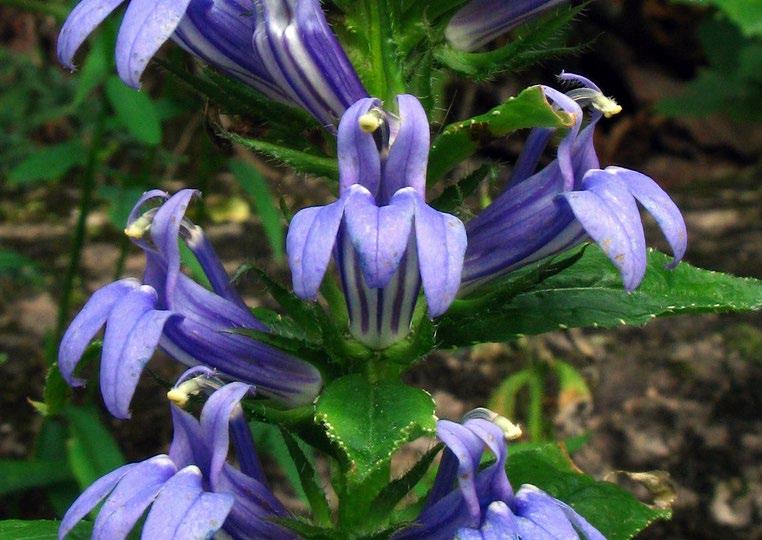 Lobelia Blue Cardinal Lobelia Blue Cardinal Blue Cardinal Lobelia, Mavi Kardinal Çiçeği