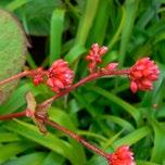 Persicaria Madımak /