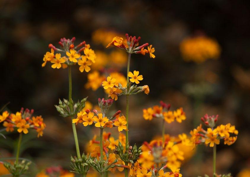 Primula bulleesiana Primula bulleesiana Çuha / Candelabra