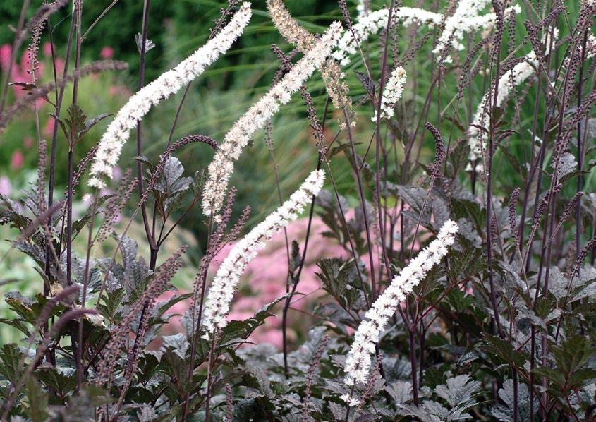 Actaea Chocoholic Actaea Chocoholic Kurt Üzümü / Bugbane