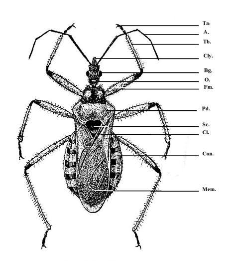 Şekil 2.1 Rhynocoris iracundus (Poda) un genel görünüşü (Dorsalden) [45].