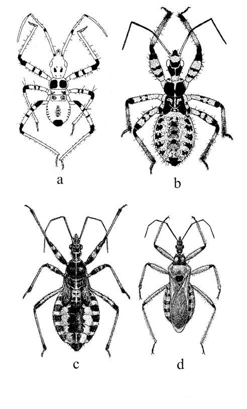 Şekil 2.2 Rhynocoris iracundus (Poda) a. I. dönem nimf, b.