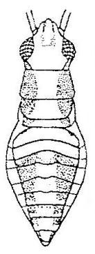 a b c Şekil 2.3 Nabis ferus (Linnaeus) a.yumurta, b. I. dönem nimf, c. V. dönem nimf [47]. Şekil 2.4 Nabis ferus (Linnaeus) genel görünüşü [47].