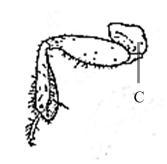 a b Şekil 4.2 Ön bacak a. Peirates hibridus (Scopoli) b. Rhynocoris iracundus (Linnaeus) [45]. C: Coxa [45]. a b c Şekil 4.3 Ön kanat a. Harpactorinae Spinola b. Stenopodinae Stål c.