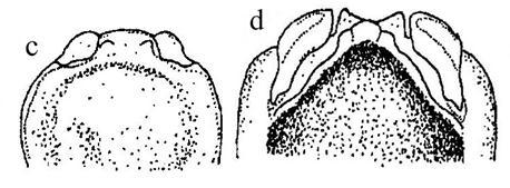 Şekil 4.9 te pygophore, p: paramer. a. Coranus griseus Rossi (ventral görünüş) b. C. kerzhneri P. Putshkov (ventral görünüş) c, d. C. tuberculifer Reuter (c: ventral görünüş, d: dorsal görünüş) [2].