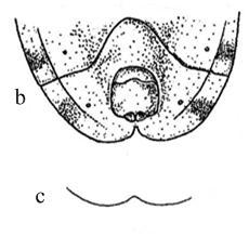 Şekil 4.11 Abdomenin distali (ventralden) a. Oncocephalus acutangulus Reuter b, c. O. squalidus (Rossi) [45]. Şekil 4.12 te pygophore a. Oncocephalus acutangulus Reuter b. O. squalidus (Rossi) [45]. 4.1.1.1.4.1.1. Oncocephalus acutangulus Reuter, 1882 Oncocephalus acutangulus Reuter 1882, Acta Soc.