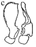 Costa ; Paramerin dorsal kenarı distale yakın kısmında belirgin dış bükey, proksimale doğru daralır, distali diken şeklinde sivri uçlu (Şekil 4.14c).