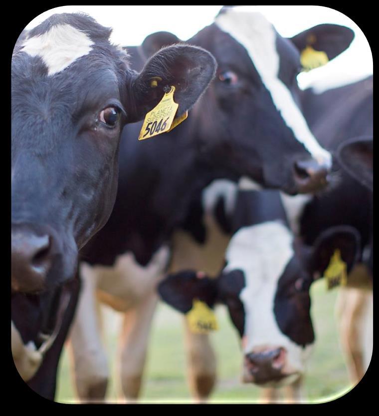 Erken laktasyon (fresh) dönemindeki süt sığırları - Buzağılama öncesindeki enerji ihtiyaçları - Fizyolojik ve