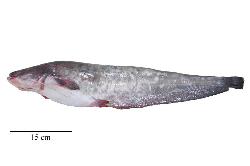 vomer dişleri de mevcuttur. Çenelerinde etli dudakları bulunan Yayın balıklarının yuvarlak burunları vardır ve iki çift burun deliğine sahiptirler.