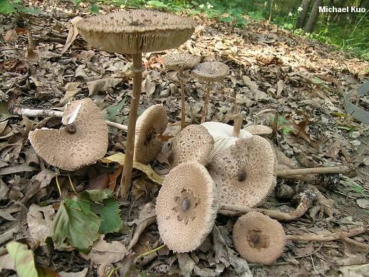 Macrolepiota excoriata