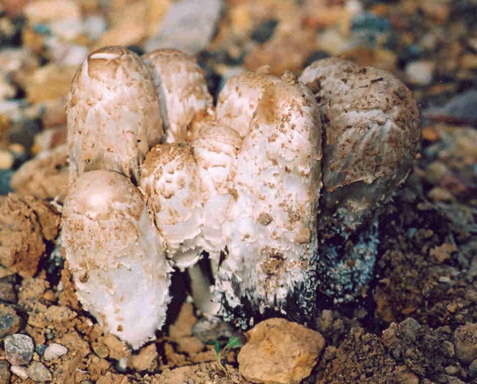 19. Macrolepiota