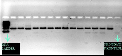 4.1.2. PCR görüntüleri ve kapiller elektroforez yöntemi ile elde edilen allel büyüklükleri PCR ürünleri önce % 2 lik agaroz jelde kontrol edilmiş (Şekil 4.1-Şekil 4.
