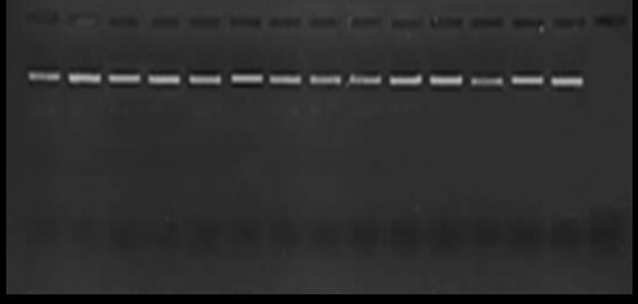 Şekil 4.15. VrZAG83 lokusuna ait allellerin PCR sonrası jel görüntüsü Şekil 4.16.