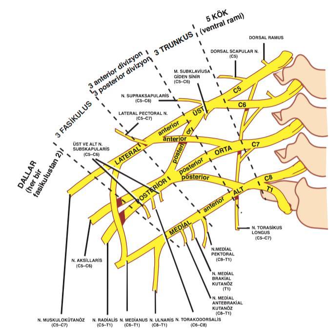 5 ulnar sinir, lateral dalından ise median sinirin medial bölümü oluşmaktadır (12,14,17,18) (Şekil 2.1.). Şekil 2.1. Brakiyal pleksusun şematik temel anatomisi (19).