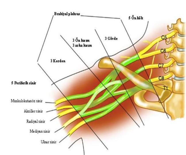 6 Şekil 2.2. Brakiyal pleksusun klavikula ile ilişkisi (20).