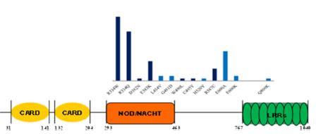 Etyopatogenez 2001 Miceli ve ark. Blau fenotipli 4 Fransız Ailede NOD2 mutasyonu NOD 2 NLR ailesinden 16.