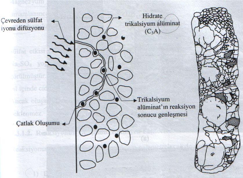 Betonda sülfat saldırısının gelişimi Şekil 2.8 de şematik olarak gösterilmiştir.