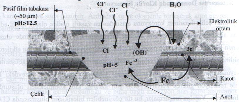 Bu nedenle, klorürlerin donatıda yol açtıkları korozyonun, en tehlikeli korozyon türü olduğunu söylemek mümkündür. Reaksiyonun gelişimi şematik olarak Şekil 2.