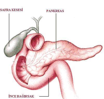 PANKREAS