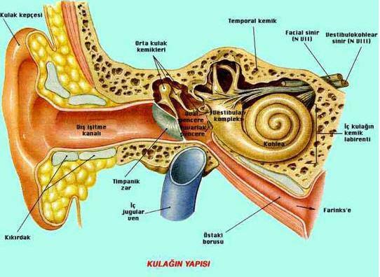 2. GENEL BİLGİLER 2.1. Orta Kulak Anatomisi ve Fizyolojisi Orta kulak, temporal kemik içine yerleşmiş timpanik membran ile iç kulak arasında bulunan içi hava dolu bir boşluktur (6).