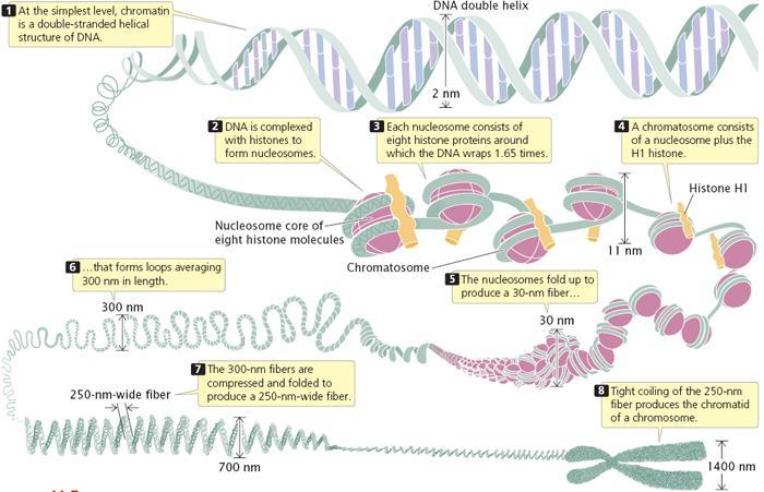 DNA (Deoksiribonükleik asit) Prokaryotik hücrelerin genetik materyali tek bir molekül ikili heliks şeklindeki DNA dan oluşur. Ökaryotik hücreler ise birden fazla kromozoma sahiptir.