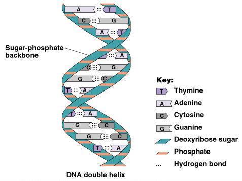 DNA (Deoksiribonükleik asit) DNA molekülleri, birbirini tamamlayıcı, antiparalel ikili sarmal