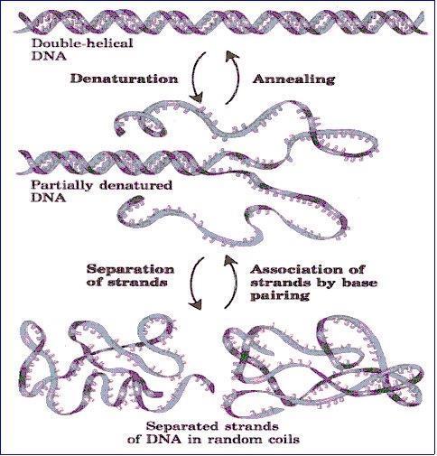 DNA (Deoksiribonükleik asit) B-DNA her döngüde yaklaşık 10 baz çifti içerir. Sarmalın çapı 2.