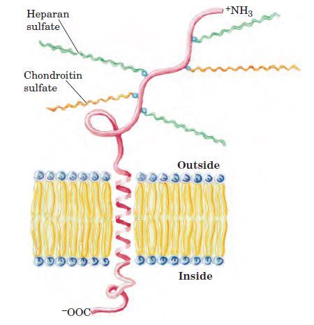 Proteoglikanlar Hücre yüzeyi ve hücre dışı matrikste glikozaminoglikanlar proteinlerle kovalent bağlanarak çok