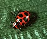 Coccinella