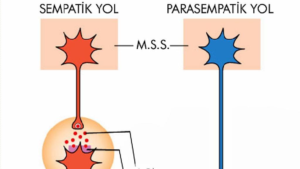 sinirler Bir iç organa genelde hem