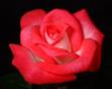 Gül Gül, gülgiller (Rosaceae) familyasının Rosa cinsindendir ve dünyada yaklaşık 1.350 Rosa türü tanımlanmıştır.