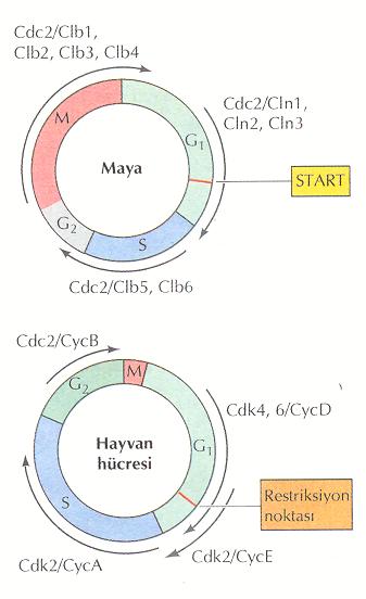 olaylar 1. Kromatin yoğunlaşması 2. Nüklear zarfın yıkılım 3.