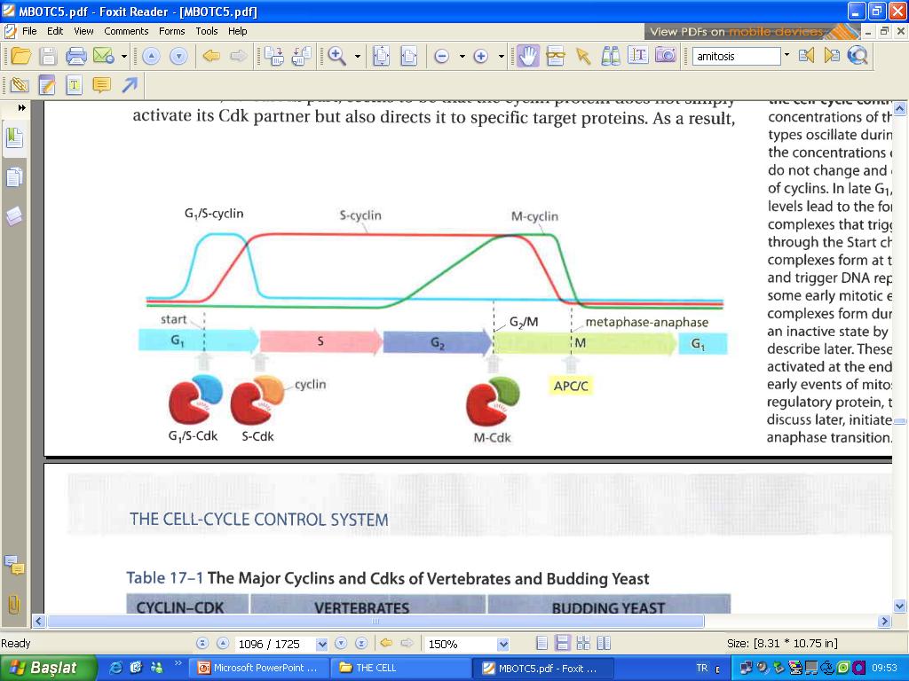 Hücre döngüsü kontrolünde 3 önemli faktör 1- iklinler 2- iklin bağımlı kinazlar (cdk) 3- iklin bağımlı kinaz inhibitörleri