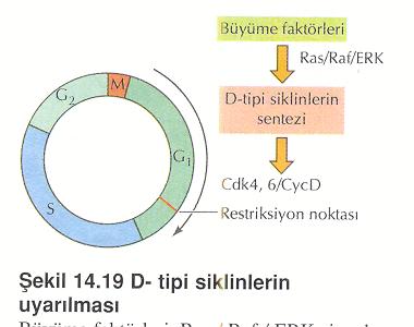 -phase Cyclin/Cdk kompleksleri DNA replikasyonunun başlamasını aktive eder Cdk İnhibitörleri D Zpi siklinlerin uyarılması Cdk