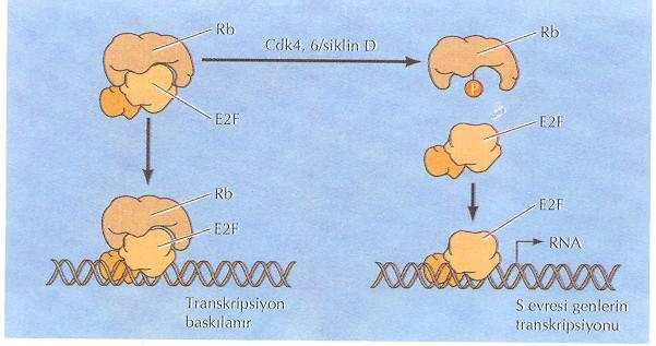 6/iklinD AT ATR E2F E2F 5C Aktif P Rb 5C inaktif iklin B iklin B P inaktif PF Aktif PF itoza ilerlerme iklin B E2F