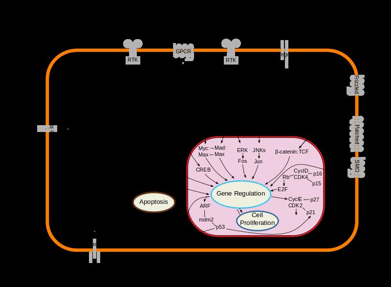 hap://www.wormbook.org/chapters/www_cellcyclereguln/cellcyclereguln.html Glossary: hap://www.histol.chuvashia.