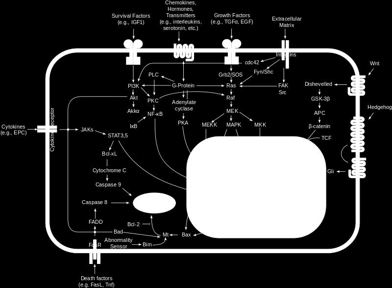gov/pathways/biocarta/h_cellcyclepathway Tyson s Generic Cell Cycle: hap://mpf.biol.vt.