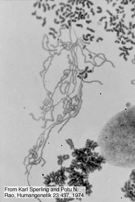 itoplazmik Kontrol evresi -- G 1 evresi: evresi -- evresi: evresi -- evresi: (Gap) Evresi RNA ve protein sentezlenir.